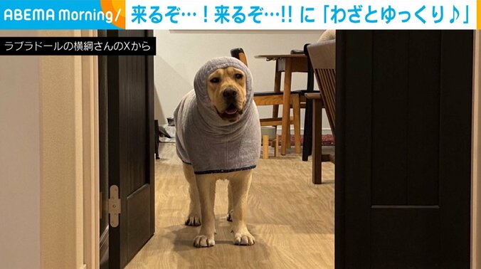 ラブラドールレトリーバーの横綱くん（2歳）