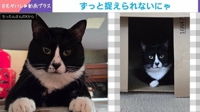 猫の助六くん