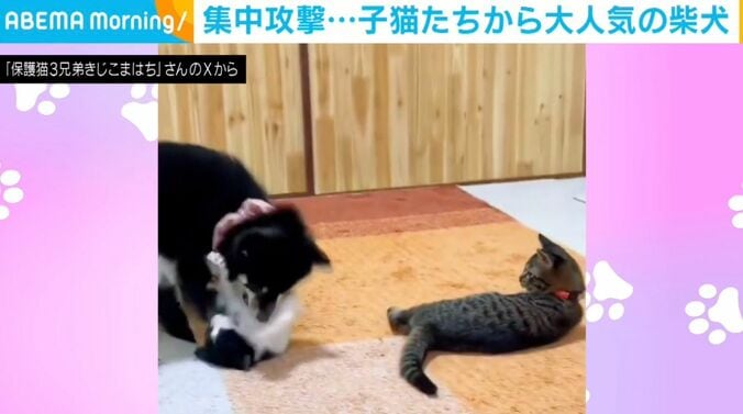 子猫3匹と柴犬のふぅちゃん
