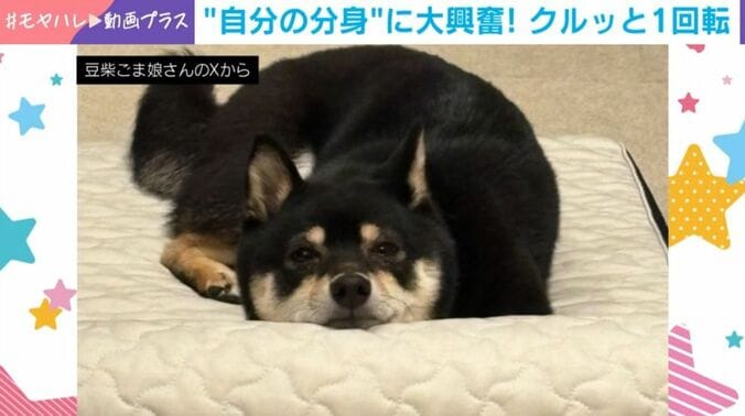黒柴