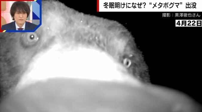 冬眠明けのメタボグマ