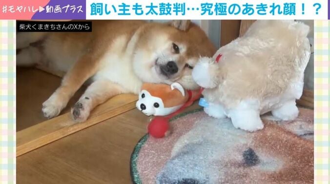 柴犬のくまきちくん