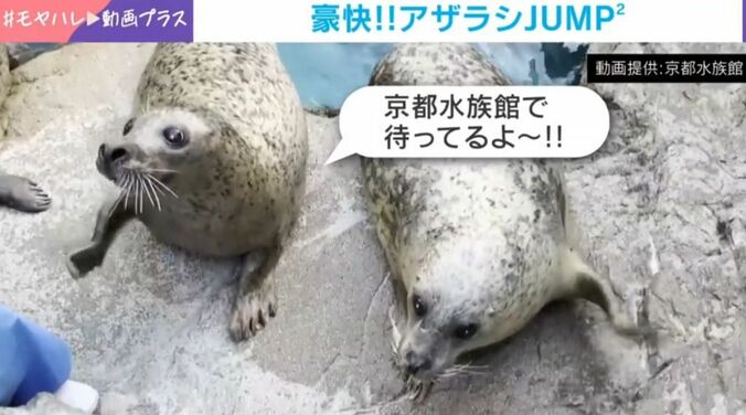 ハマちゃんとヒカルくん