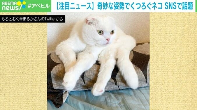 クレーンのアーム、タランチュラに変化？ 奇妙な姿勢でくつろぐネコが話題 2枚目