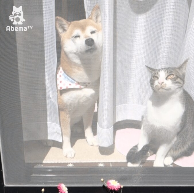 「寝るときも一緒だワン…」 柴犬と猫のトリオにほっこりする 3枚目