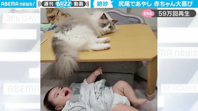 “尻尾フリフリ”に赤ちゃん大興奮 猫があやす様子にネット民ほっこり「見てるだけで口角があがる」 1枚目