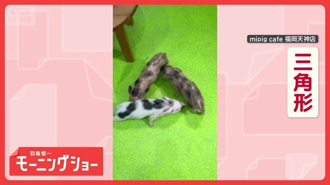 「三角形で回るブー」　息ピッタリ！仲良し子ブタ三兄弟　なぜ三角形でグルグル回る？ 1枚目