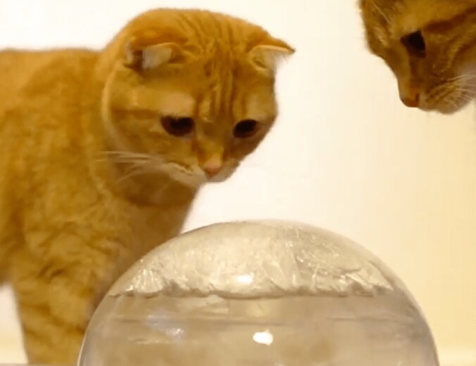 猫「残暑見舞い申し上げますにゃ」氷をぺろぺろする姿が可愛すぎる 3枚目