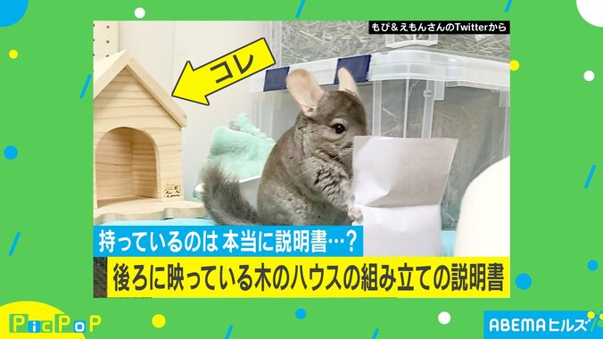 もしかして文字読めるの？ チンチラの秀才風な姿に飼い主「新聞を読んでるみたい」 1枚目