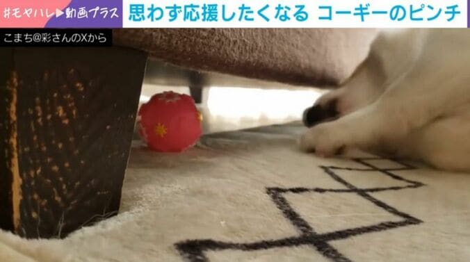 コーギーのこまちちゃん（6歳）