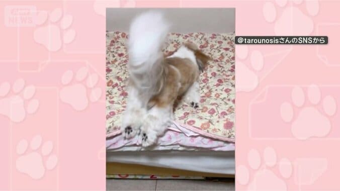 きょうも飛び込むワン