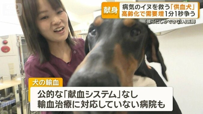 病気のイヌを救う「供血犬」　高齢化で需要増1分1秒争う　医師「彼らにしかできない」 1枚目