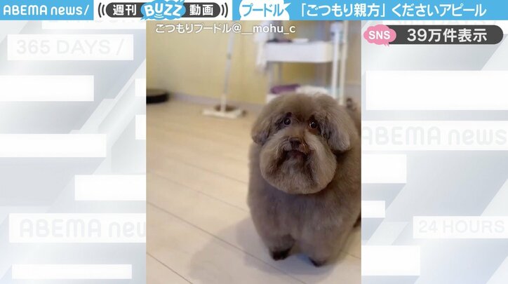 トイプードルの「ちろるちゃん」