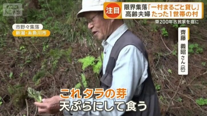 タラの芽を発見