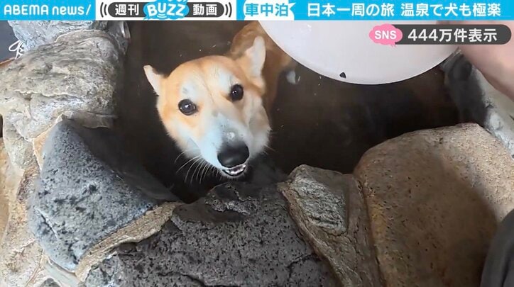 コーギーの「ぷっちくん」
