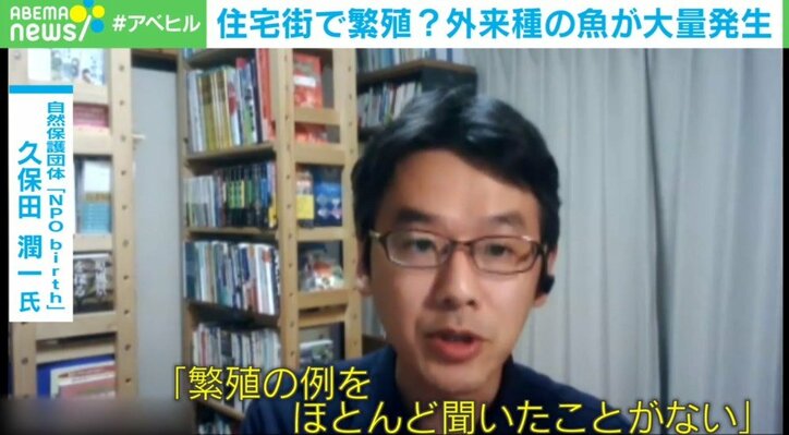 誰かが水路に放した? アフリカ“熱帯魚”が住宅街で大量発生…外来種問題に専門家警鐘