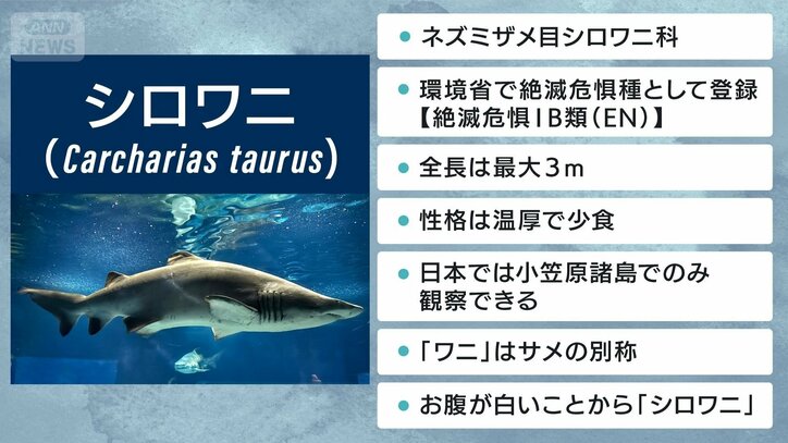 “世界初”シロワニの3期連続繁殖に成功　強面なのに温厚なサメ「シロワニ」の魅力