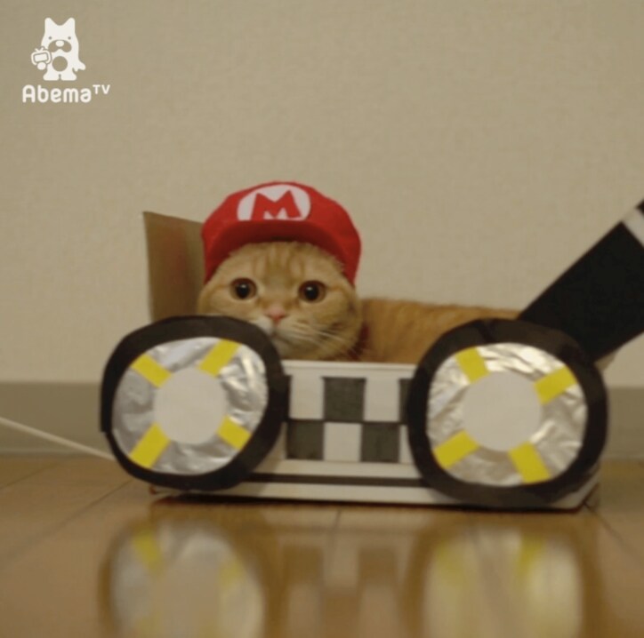猫「似合うかにゃ?」土管から出てきたのは首相ではなく…
