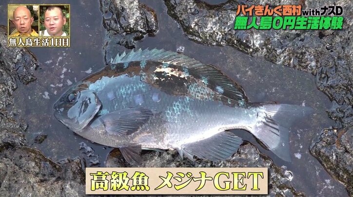 「高級魚がこんな釣れるのか…」バイきんぐ西村、無人島“釣り天国”に驚き