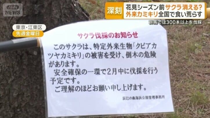 【情報まとめ】“我が国の文化や農業に大きな影響をもたらす懸念” 樹木食い荒らす特定外来生物「クビアカツヤカミキリ」対策本部を設置 20都府県に被害拡大 防除戦略など策定へ
