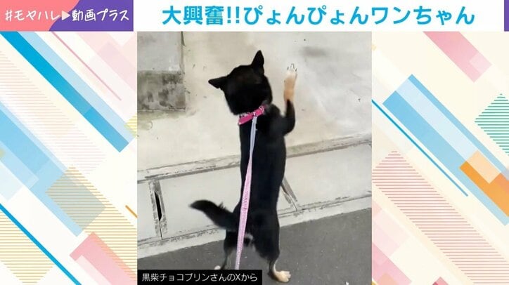 チョコプリンちゃん