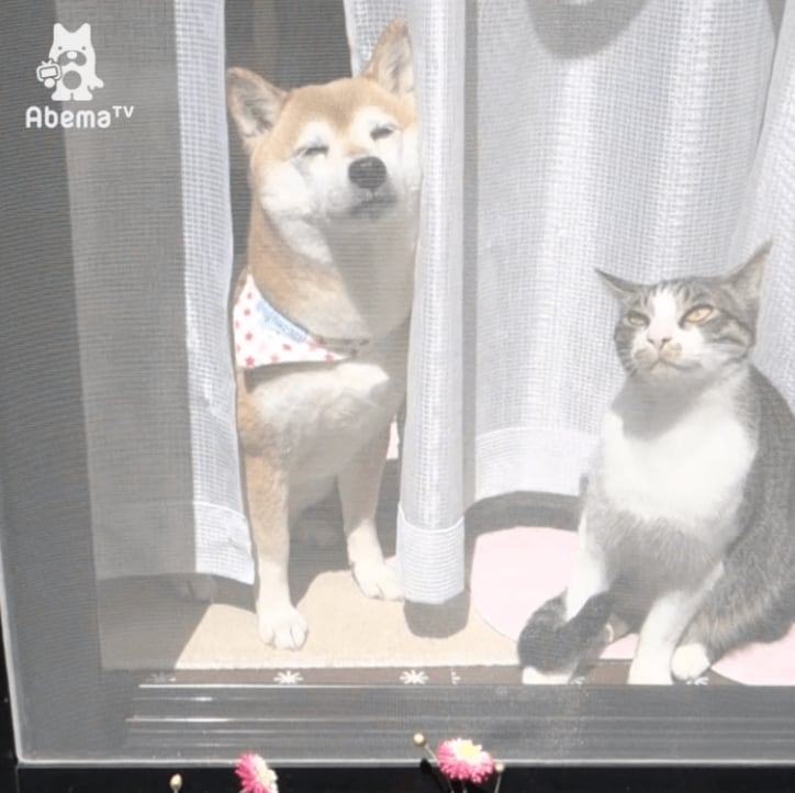 「寝るときも一緒だワン…」 柴犬と猫のトリオにほっこりする