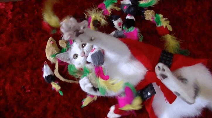 捨て猫だった「ネコ吉」　飼い主さんの愛情で見違えるほど綺麗になる