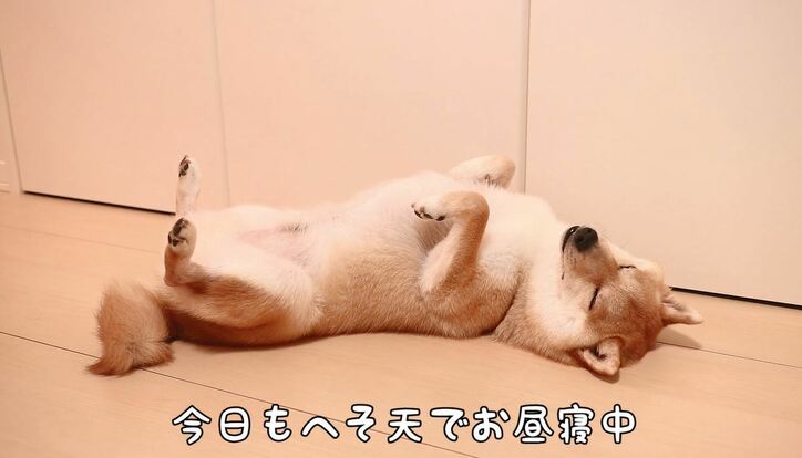 ふわもこ男子な柴犬「だいふく」  お寿司屋さんごっこやお花見を満喫中