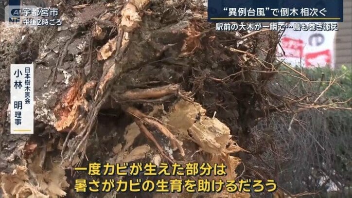 日本樹木医会 小林明理事