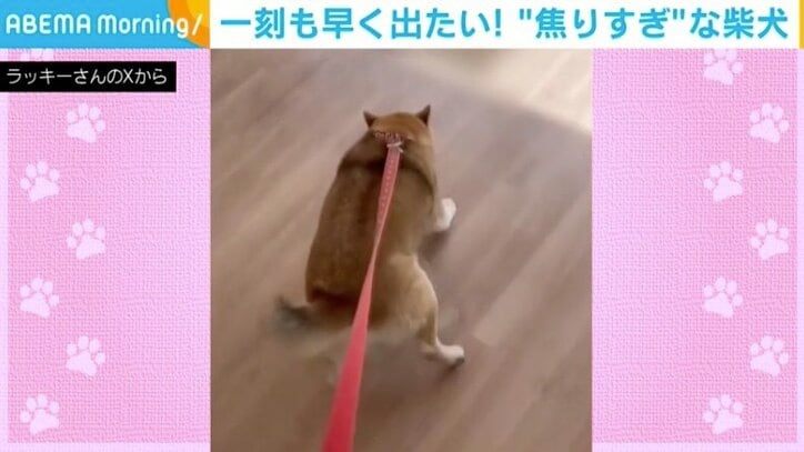 柴犬・ラッキーちゃん（9歳）