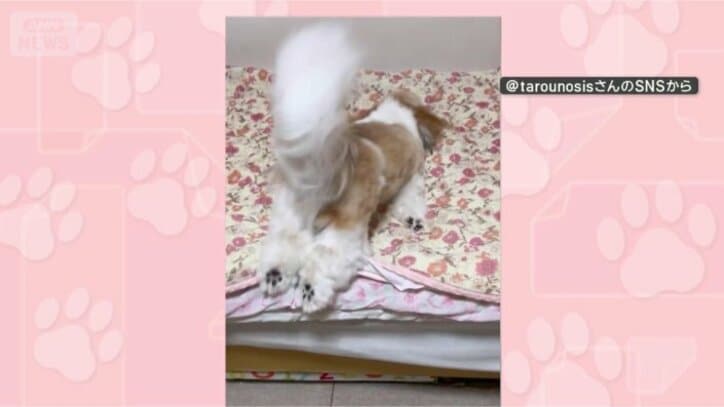 きょうも飛び込むワン