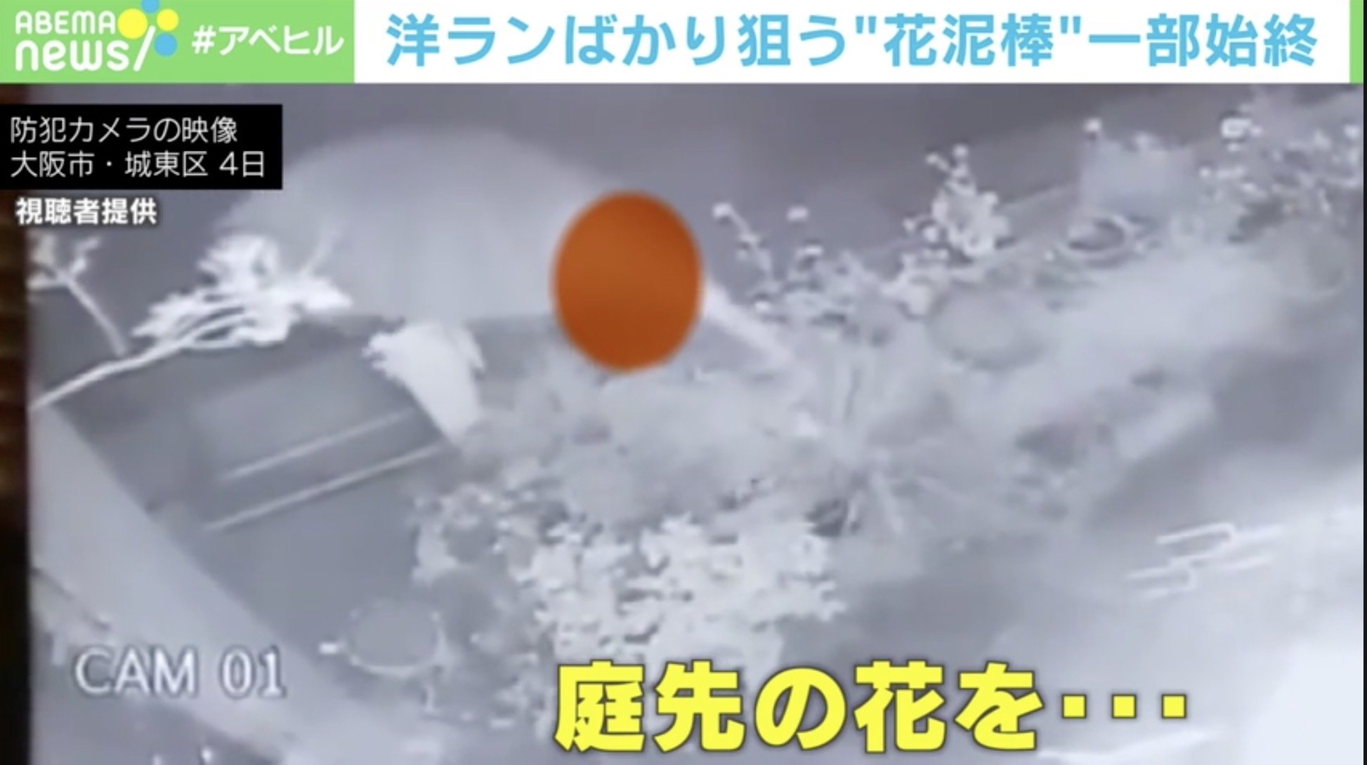 洋ランばかりをむしり取り 他人の花壇に無断侵入する 花泥棒 大阪市 国内 Abema Times