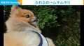“マッスルポーズ”をキメる犬 凛々しい姿に「勝てそうにない」「番犬合格」と反響