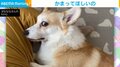 不満が顔に出過ぎな犬!圧強めの“なでて”アピールをする姿が「横目の眼力が主張強すぎw」「表情が豊かで笑っちゃう」と反響