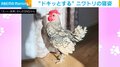 「一瞬ドキッと」 日光浴するニワトリの“無防備な姿”に驚く人続出