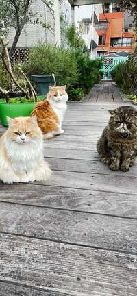 キャシー中島『パパと掃除機を買いに』