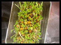 ギャル曽根『豆苗の栽培。』