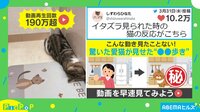 【映像】イタズラを見られた猫の“予想外の反応”