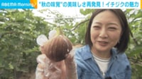 【映像】樹液が滴り落ちるほどフレッシュなイチジク