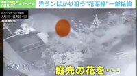 【映像】他人の花壇に無断侵入する“花泥棒”(2分45秒ごろ~)