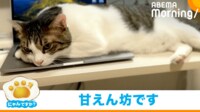 【映像】“ネコハラ”で圧をかける猫