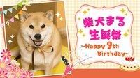 (再放送)柴犬まる生誕祭!! ~Happy 9th Birthday~ | AbemaTV