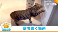 【映像】怖がり猫の“不思議”な行動の理由とは？