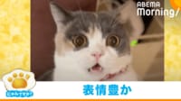 【映像】にゃんプロ開始前から“やられ顔”?猫の必死な姿