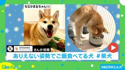 ご飯も食べたい！柴犬の“ありえない姿勢”で食べる姿に飼い主「うれしそうにしています」
