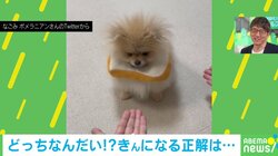 「どっちでしょ～」おやつ当てクイズに挑戦する子犬ハズレを引いた時の“絶望感”に「落ち込まんでもw」「ガ～ンって聞こえました」と話題