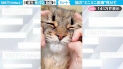 「どうやって撮影してるのか不思議」サイベリアンの“ミニミニ前歯”を撮影した動画がSNSで話題！「ちっちゃくて可愛すぎる」