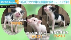 リアル“3匹の子ブタ” 8月のお披露目に向けトレーニング中