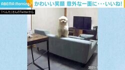 カメラを見つめる“堂々”とした姿 留守番中の犬が見せた一面に「貫禄ある」の声