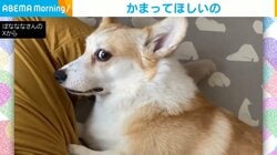 不満が顔に出過ぎな犬！圧強めの“なでて”アピールをする姿が「横目の眼力が主張強すぎw」「表情が豊かで笑っちゃう」と反響